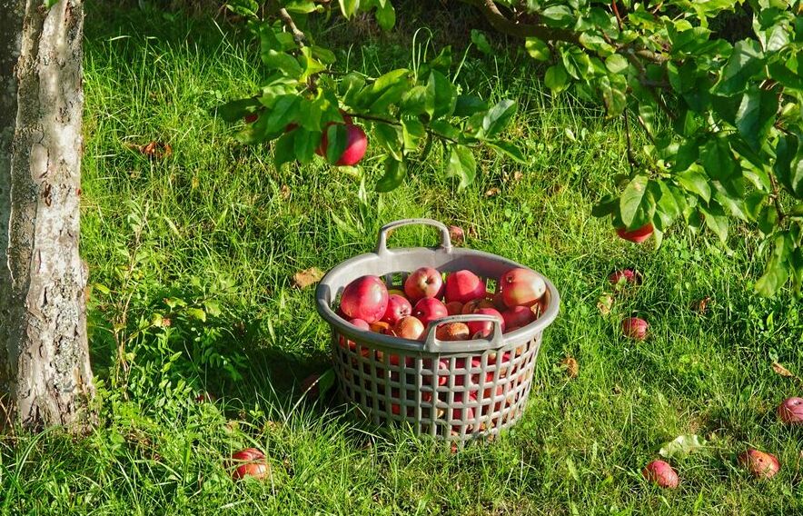 Analysing an Apple’s Calorie Count