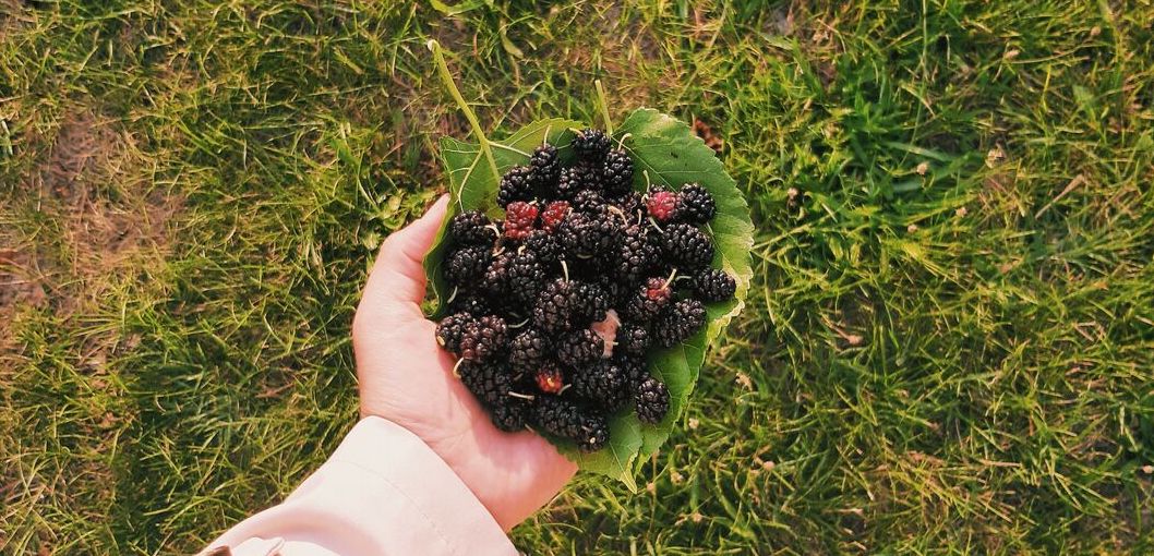 Health Benefits of Mulberry Fruit